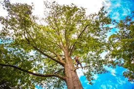 Best Fruit Tree Pruning  in Northern Cambria, PA