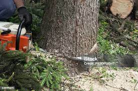 Best Tree Risk Assessment  in Northern Cambria, PA