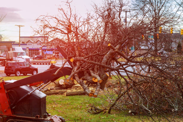 Leaf Removal in Northern Cambria, PA