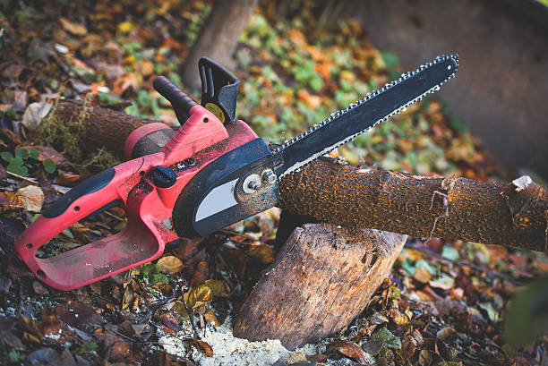 Best Root Management and Removal  in Northern Cambria, PA